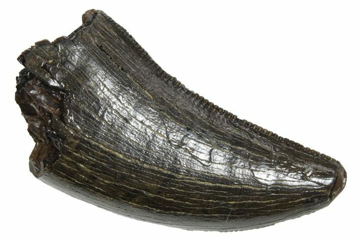Serrated, Tyrannosaur (Nanotyrannus) Tooth - Montana #350412